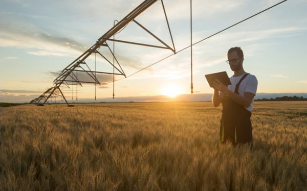 Man standing with a tablet in an agriculture field